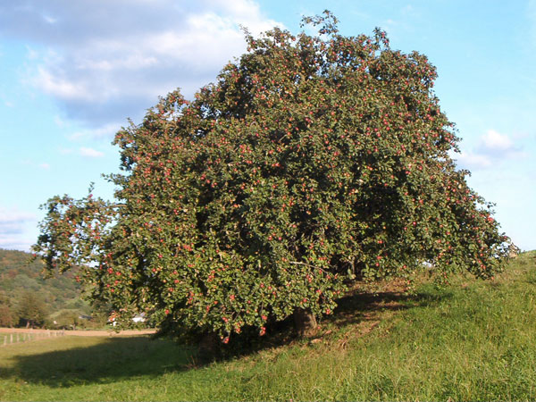 Apfelbaum – KiwiThek