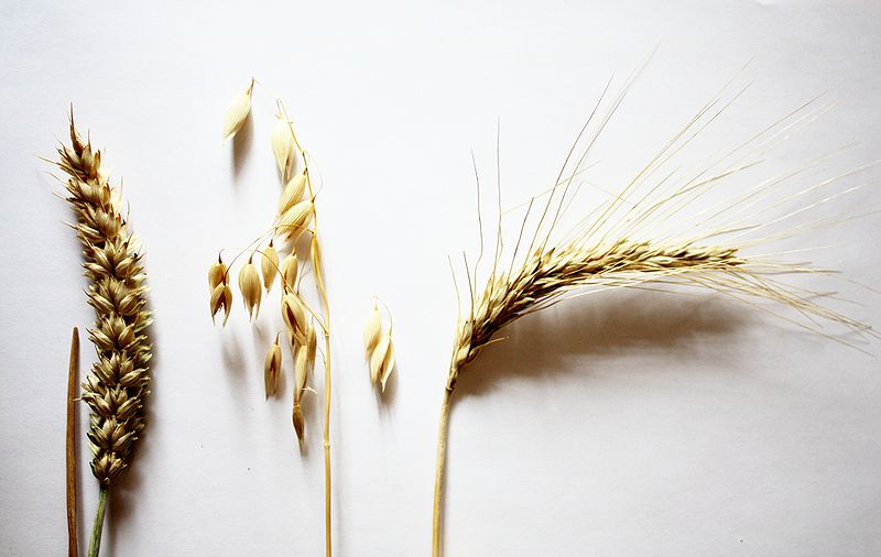 Getreide – KiwiThek