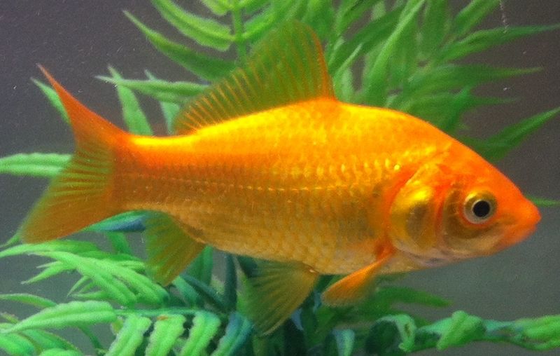 Goldfische richtig pflegen (mit Bildern) – wikiHow