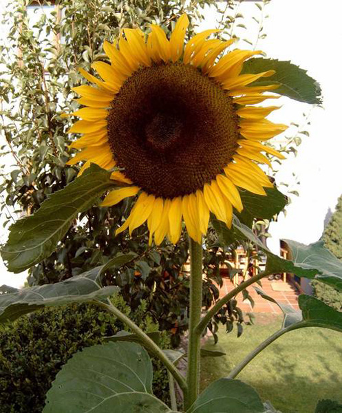 die Sonne im Garten Riesensonnenblume wird bis zu 8 m 
