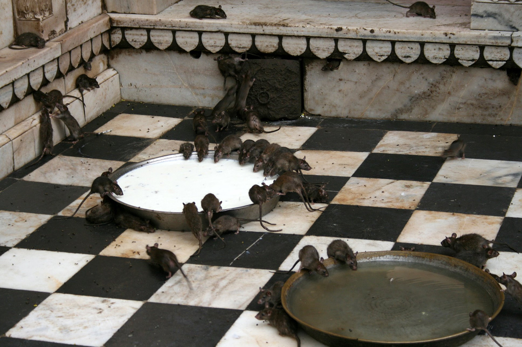 Castle rat. Храм Карни мата Индия. Крысиный храм Карни мата. Храм крыс в Дешноке Индия.