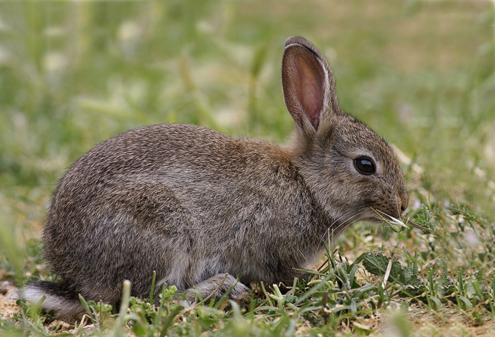 Kaninchen/einfach – KiwiThek
