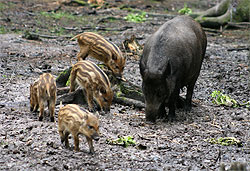 Wildschwein mit Frischlingen.jpg