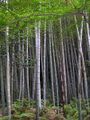 Bambuswald.jpg