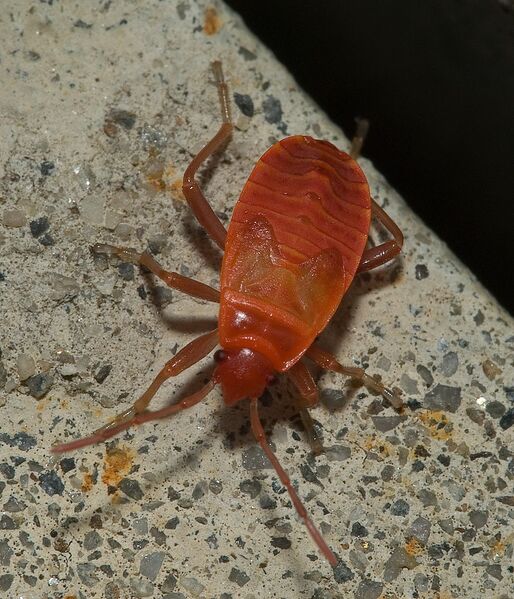 Datei:Feuerwanze geschlüpft.jpg