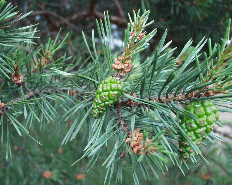 Datei:Föhrenzapfen.jpg