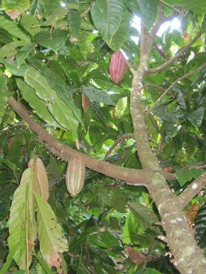 Kakaobaum mit Früchten.jpg