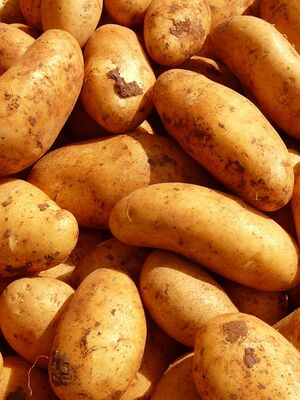 Kartoffel erntefrisch.jpg