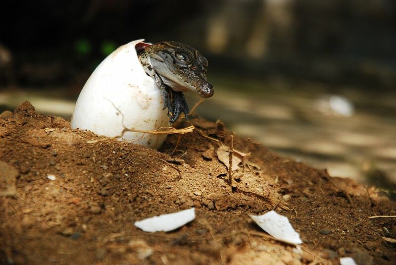 Datei:Krokodil schlüpft.jpg