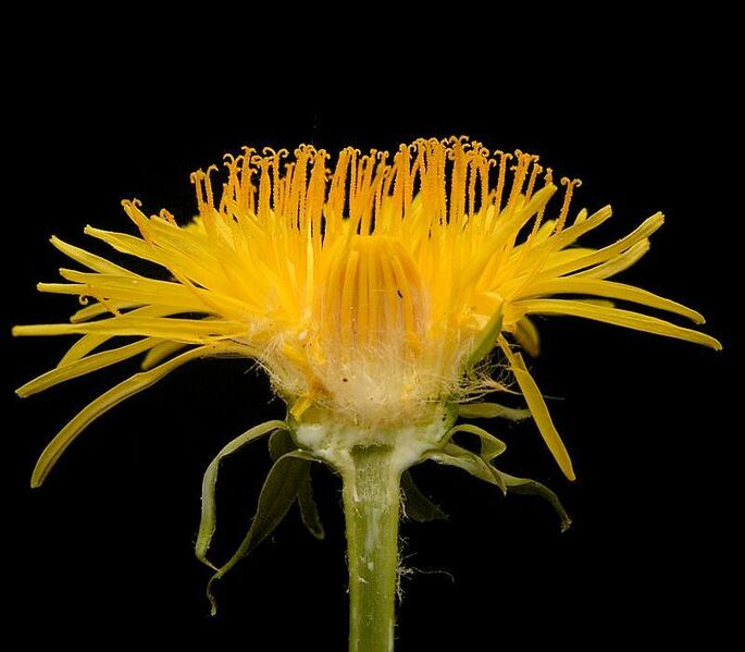 Datei:Löwenzahn Querschnitt.jpg