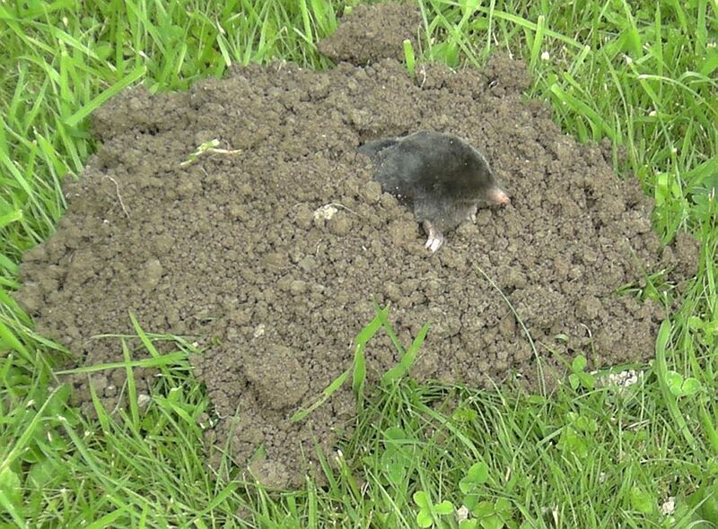 Datei:Maulwurf am Hügel.jpg