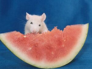 Maus frisst Wassermelone.jpg
