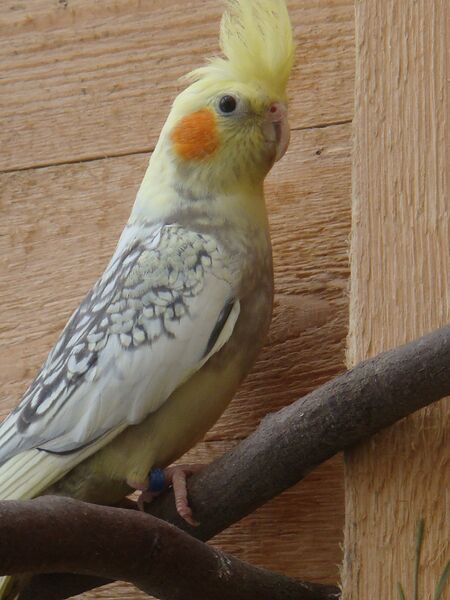 Datei:Nymphensittich weißgrau.jpg