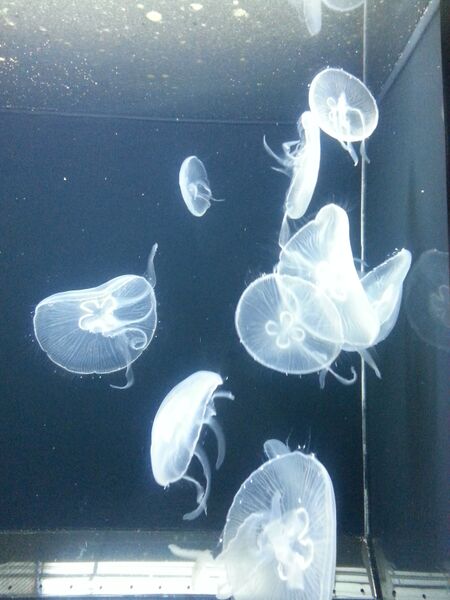 Datei:Quallen Schönbrunn.jpg