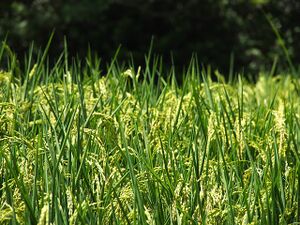 Reispflanze.jpg